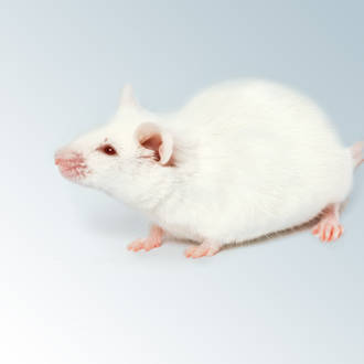 Scientific classification online of mouse