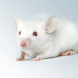white mice price