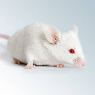 mice scientific name