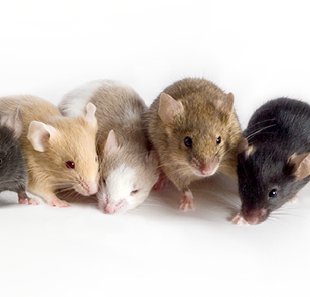 Essential Tips for Selecting Mouse Models in Research