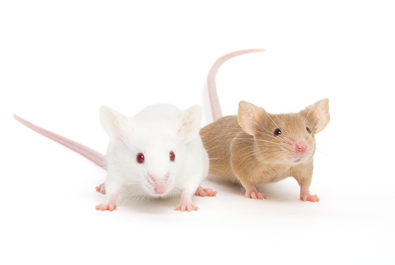 Why JAX ® Mice? | The Jackson Laboratory