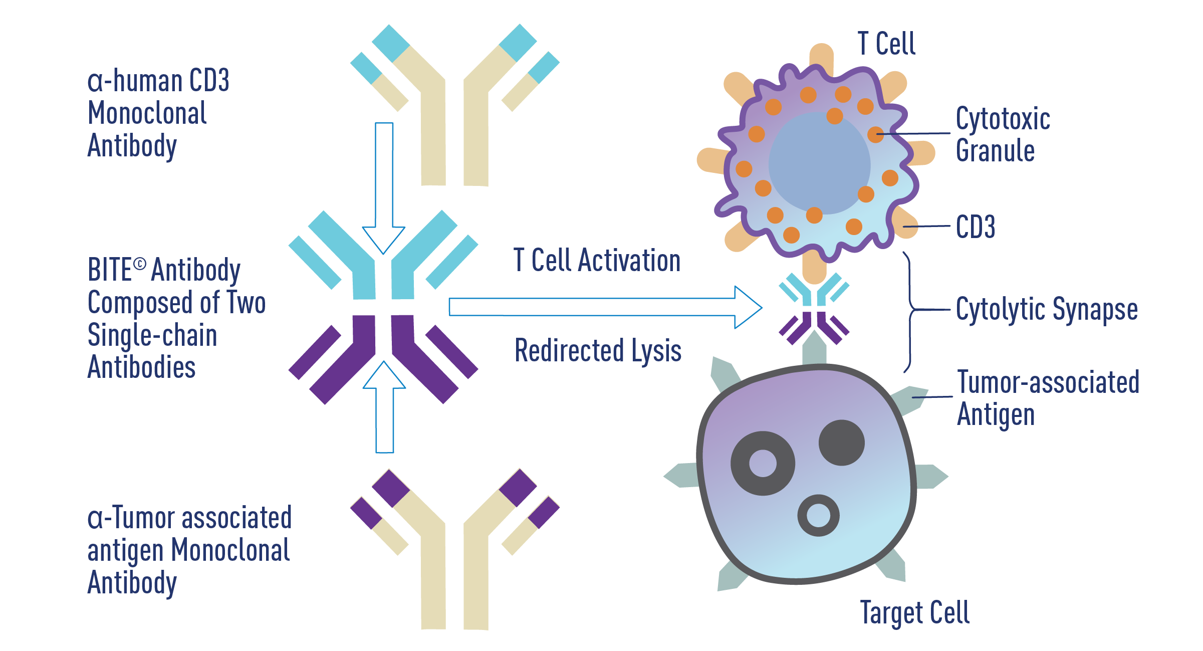 Cytokine Release Syndrome Studies | The Jackson Laboratory