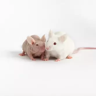 Immunodeficient & Nude Mouse Models