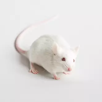 Immunodeficient Mouse Model