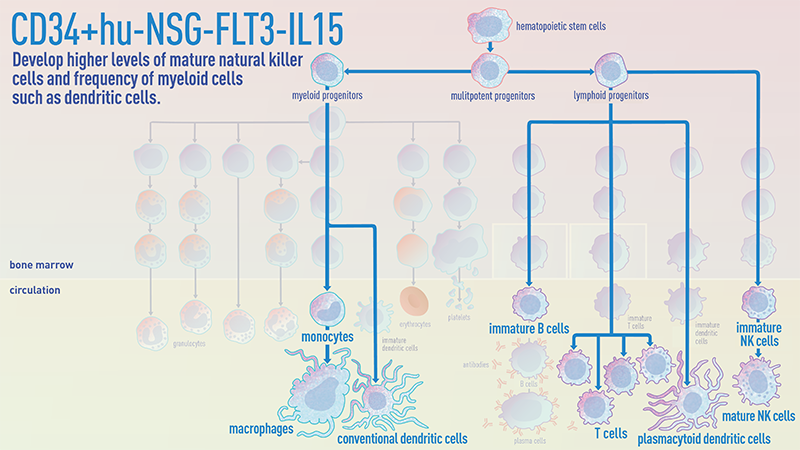 CD34+ hu-NSG-FLT3-IL15 mice develop higher levels of mature natural killer cells and frequency of myeloid cells such as dendritic cells