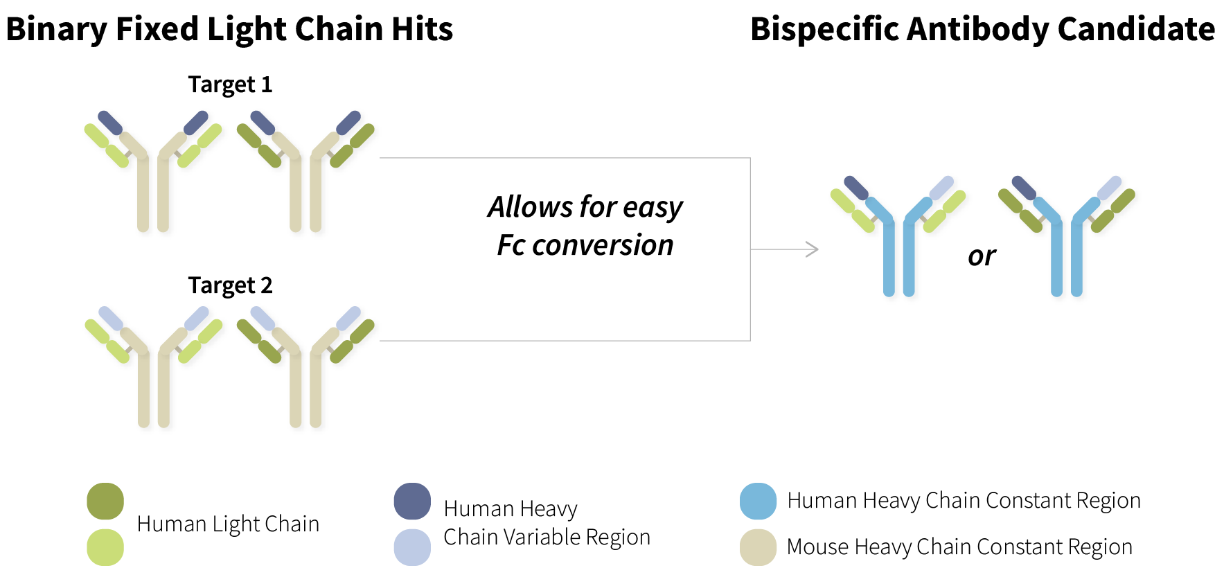 Binary Fixed Light Chain Hits and Bispecific Antibody Candidate