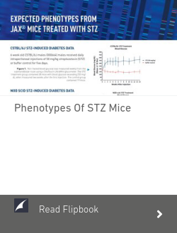 Phenotypes of STZ Mice