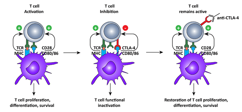 Induction Of Autoimmunity In Humanized Nsg Mice