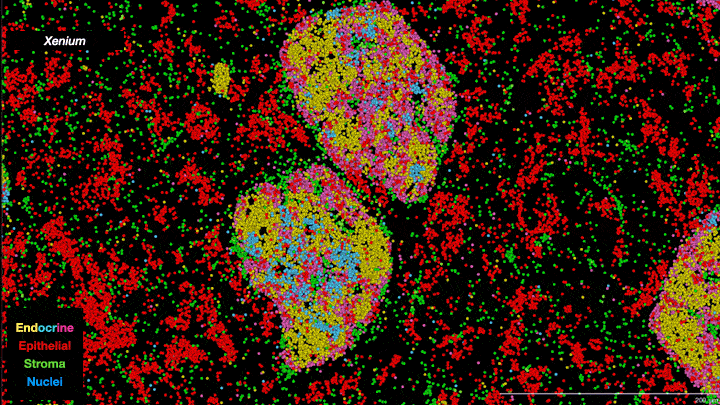 An example of intra-cellular visualization from The Jackson Laboratory's single cell lab.