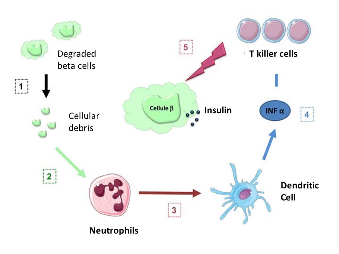 Uncovering The Basis Of Type 1 Diabetes Using Immunodeficient Mouse Models